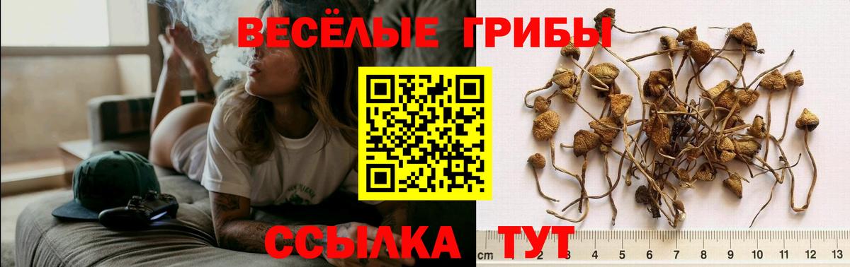 Сухой Лог  Псилоцибиновые грибы Magic Shrooms  Вход с VPN 